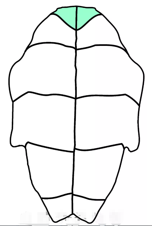 龟甲真伪鉴别
